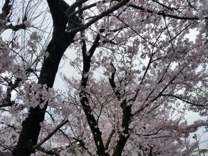 ２桜_R